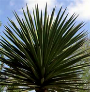image009.png